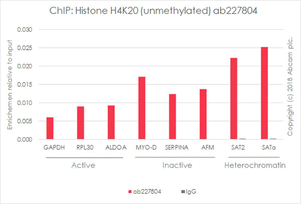 ChIP - Anti-Histone H4 (unmodified K20) antibody [EPR22116] - ChIP Grade (AB227804)