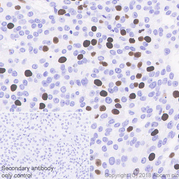 Immunohistochemistry (Formalin/PFA-fixed paraffin-embedded sections) - Anti-Histone H4 (unmodified K20) antibody [EPR22116] - ChIP Grade (AB227804)