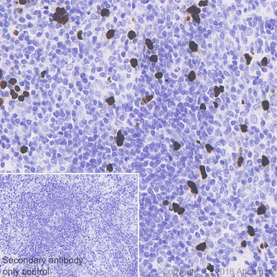 Immunohistochemistry (Formalin/PFA-fixed paraffin-embedded sections) - Anti-Histone H4 (unmodified K20) antibody [EPR22116] - ChIP Grade (AB227804)