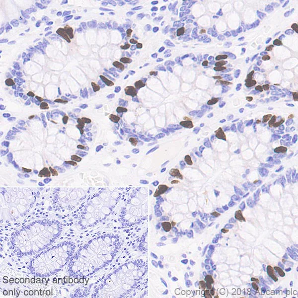 Immunohistochemistry (Formalin/PFA-fixed paraffin-embedded sections) - Anti-Histone H4 (unmodified K20) antibody [EPR22116] - ChIP Grade (AB227804)