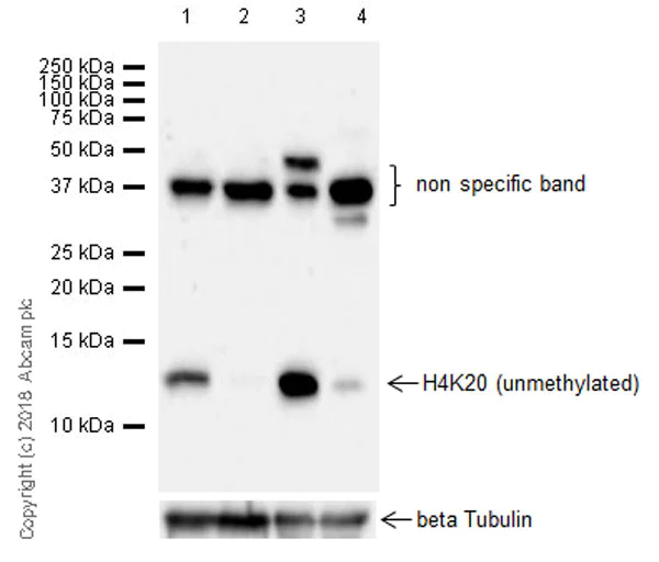 Western blot - Anti-Histone H4 (unmodified K20) antibody [EPR22116] - ChIP Grade (AB227804)