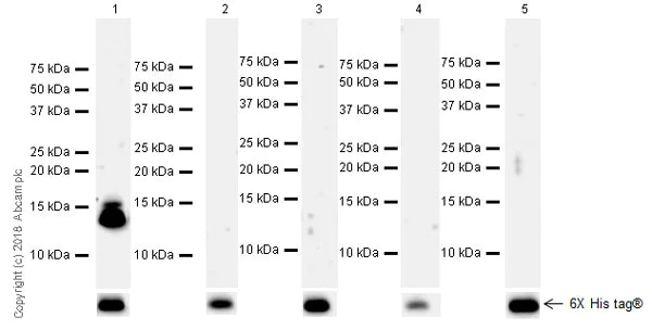 Western blot - Anti-Histone H4 (unmodified K20) antibody [EPR22116] - ChIP Grade (AB227804)