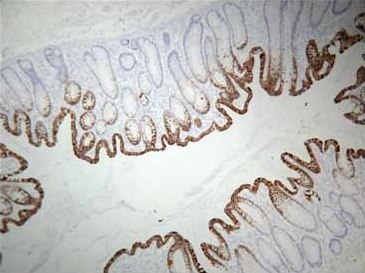 Immunohistochemistry (Formalin/PFA-fixed paraffin-embedded sections) - HistoReveal (15ml) (AB103720), expandable thumbnail