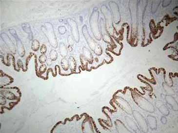 Immunohistochemistry (Formalin/PFA-fixed paraffin-embedded sections) - HistoReveal (15ml) (AB103720)