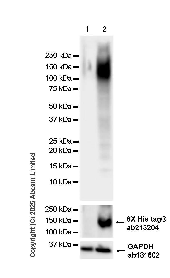 Western blot - Anti-HIV-1 gp140 antibody [16H3] (AB322237)
