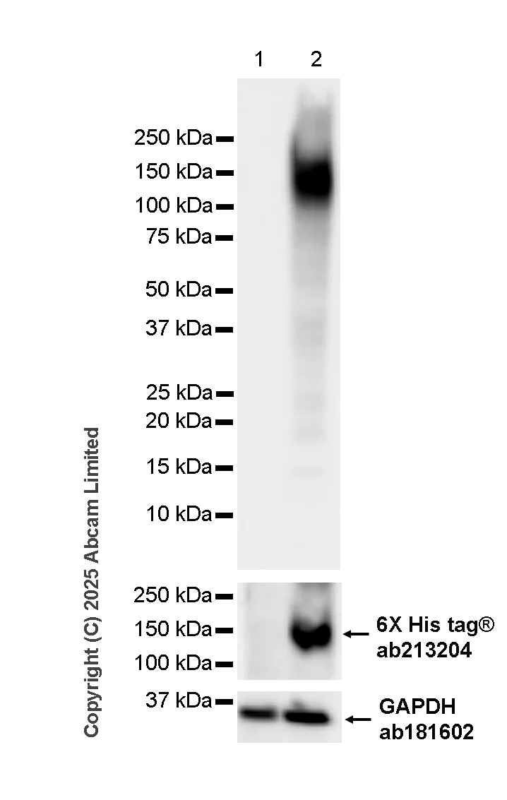 Western blot - Anti-HIV-1 gp140 antibody [3B3] (AB322236)