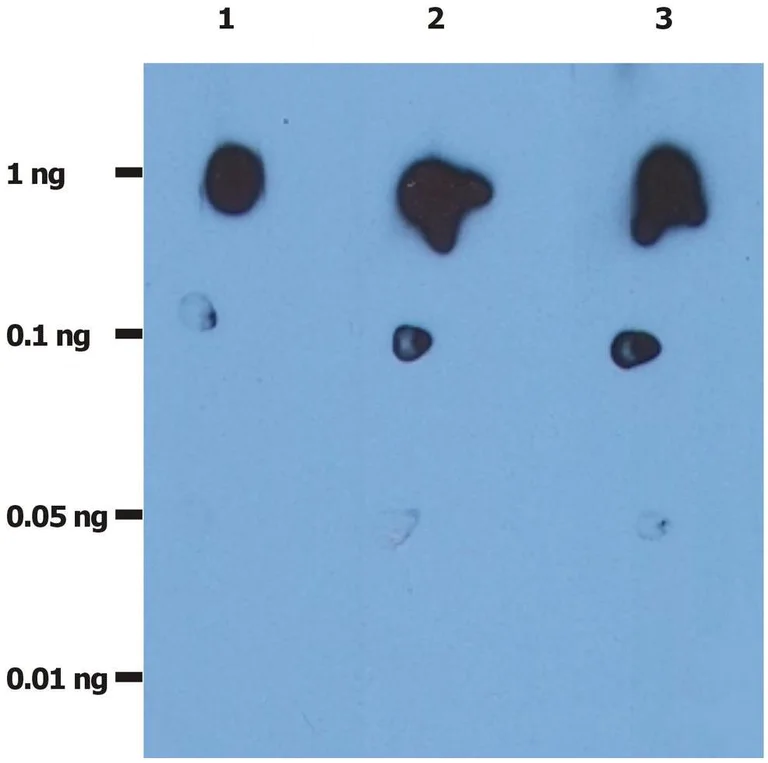 Dot Blot - Anti-HIV protease antibody [1696] (AB8327)