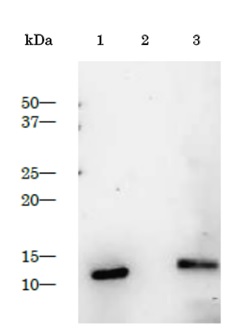 Western blot - Anti-HIV protease antibody (AB211627), expandable thumbnail