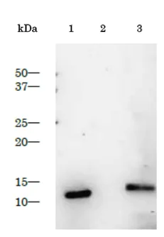Western blot - Anti-HIV protease antibody (AB211627)