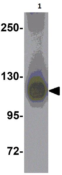 Western blot - Anti-HIV1 gp120 antibody (AB106578)