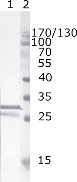 Western blot - Anti-HIV1 Nef antibody [3D12] (AB42355), expandable thumbnail