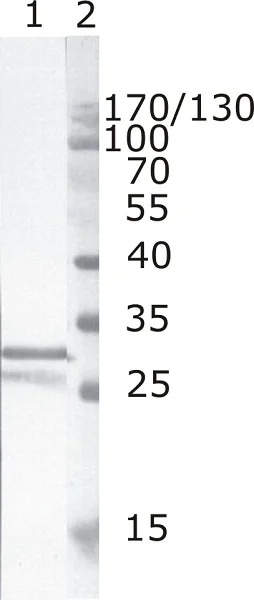 Western blot - Anti-HIV1 Nef antibody [3D12] (AB42355)