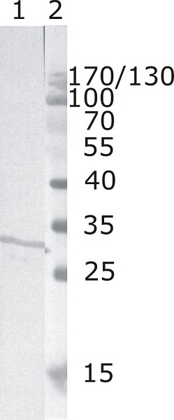 Western blot - Anti-HIV1 Nef antibody [3F2] (AB25866)