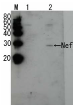 Western blot - Anti-HIV1 Nef antibody (AB63918)