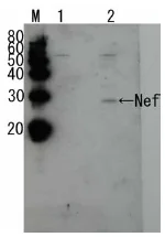 Western blot - Anti-HIV1 Nef antibody (AB63918)