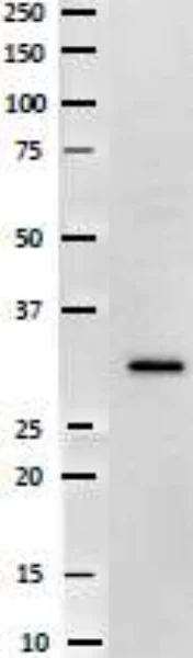 Western blot - Anti-HIV1 Nef antibody (AB63918)