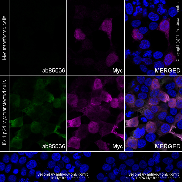 Immunocytochemistry/ Immunofluorescence - Anti-HIV1 p24 antibody [24-2] (AB85536)