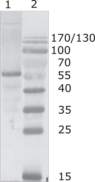Western blot - Anti-HIV1 p24 antibody [N29] (AB63959), expandable thumbnail