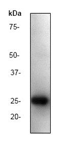 Western blot - Anti-HIV1 p24 antibody [P131] (AB32352), expandable thumbnail