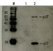 Western blot - Anti-HIV1 p55 + p17 antibody (AB63915)