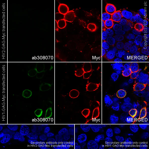 Immunocytochemistry/ Immunofluorescence - Anti-HIV1 p55 + p17 antibody [EPR27327-41] - BSA and Azide free (AB308071)