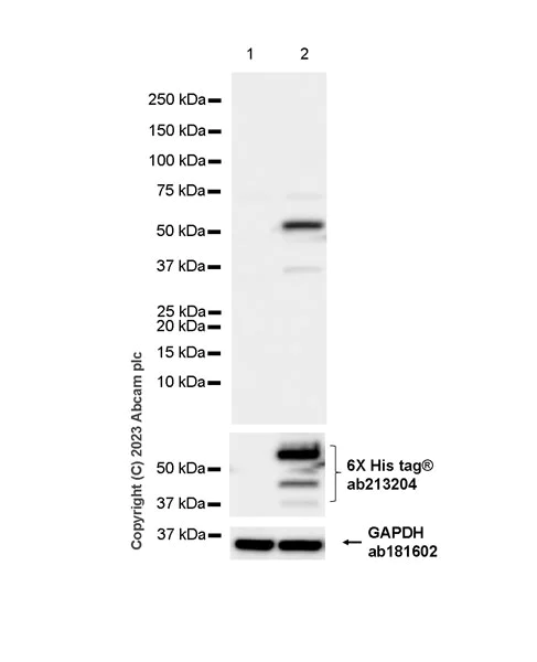 Western blot - Anti-HIV1 p55 + p17 antibody [EPR27327-41] - BSA and Azide free (AB308071)