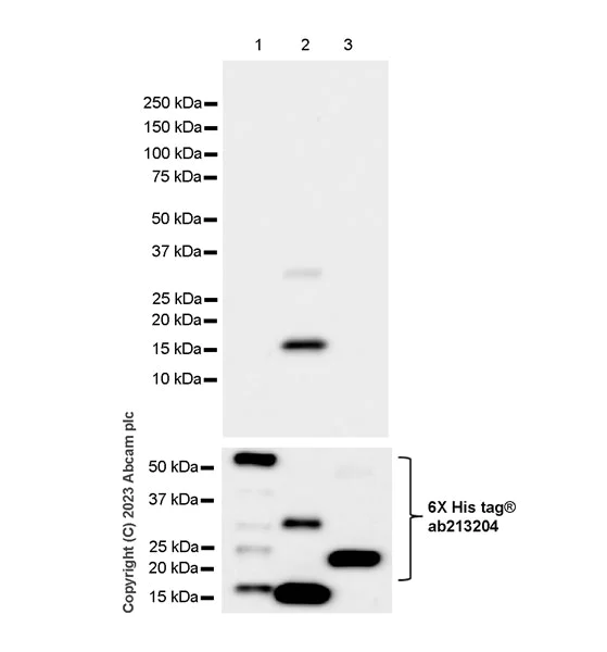 Western blot - Anti-HIV1 p55 + p17 antibody [EPR27327-41] - BSA and Azide free (AB308071)