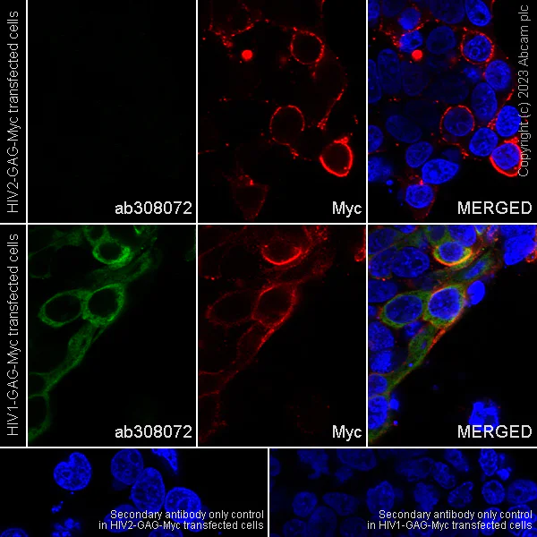 Immunocytochemistry/ Immunofluorescence - Anti-HIV1 p55 + p24 antibody [EPR27327-79] - BSA and Azide free (AB308073)
