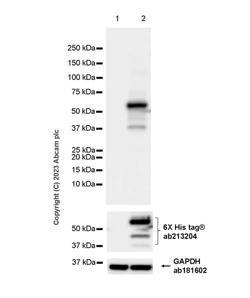 Western blot - Anti-HIV1 p55 + p24 antibody [EPR27327-79] - BSA and Azide free (AB308073)