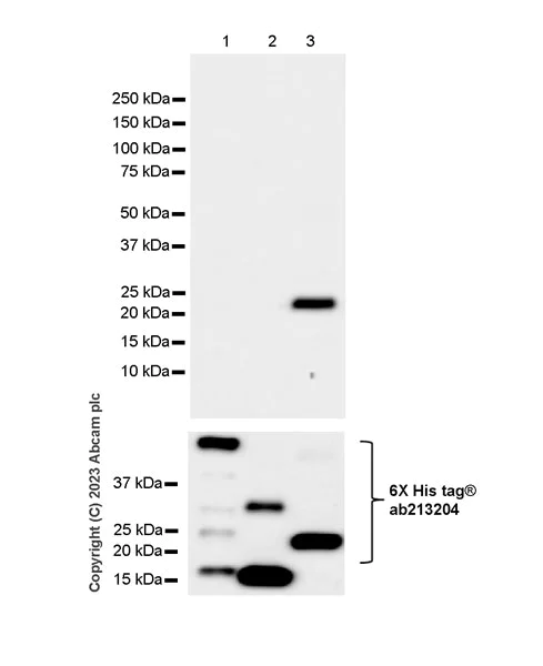 Western blot - Anti-HIV1 p55 + p24 antibody [EPR27327-79] - BSA and Azide free (AB308073)