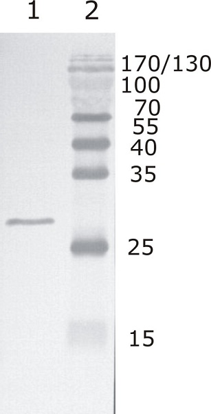 Western blot - Anti-HIV1 Rev antibody [10] (AB25871)