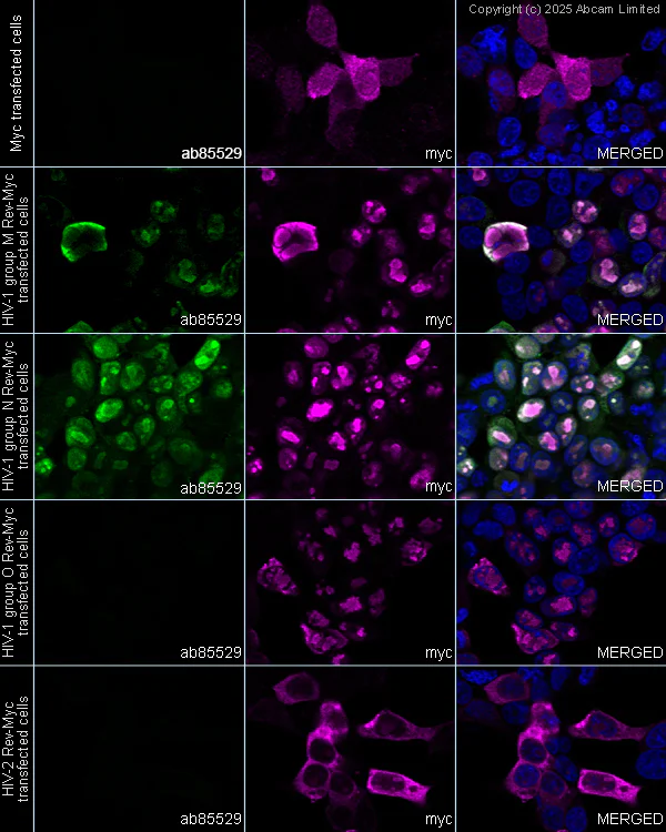 Immunocytochemistry/ Immunofluorescence - Anti-HIV1 Rev antibody [Rev-6] (AB85529)
