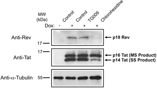 Western blot - Anti-HIV1 Rev antibody [Rev-6] (AB85529), expandable thumbnail