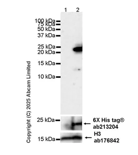Western blot - Anti-HIV1 Rev antibody [Rev-6] (AB85529)
