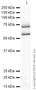 Western blot - Anti-HIV1 Reverse Transcriptase antibody (AB63911)