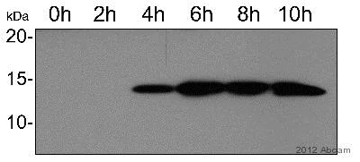 Western blot - Anti-HIV1 tat antibody - ChIP Grade (AB43014)