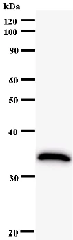 Western blot - Anti-HIVEP1 antibody [2417C2 a] (AB58652)