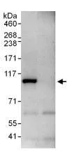 Immunoprecipitation - Anti-HJURP antibody (AB100800)