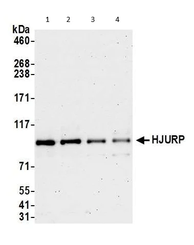 Western blot - Anti-HJURP antibody (AB100800)