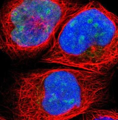Immunocytochemistry/ Immunofluorescence - Anti-HJURP antibody (AB224076)