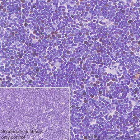 Immunohistochemistry (Formalin/PFA-fixed paraffin-embedded sections) - Anti-HJURP antibody [EPR22619-41] (AB233541)