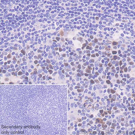 Immunohistochemistry (Formalin/PFA-fixed paraffin-embedded sections) - Anti-HJURP antibody [EPR22619-41] (AB233541), expandable thumbnail