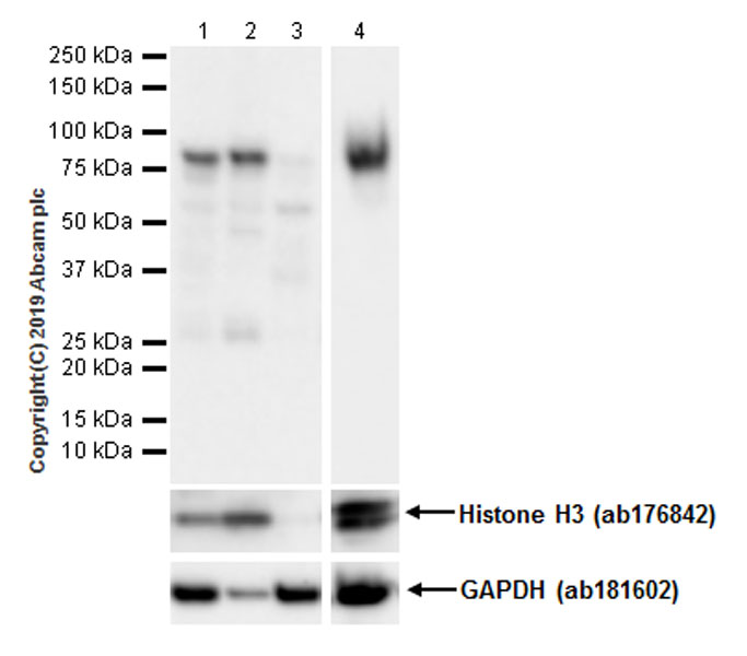 Western blot - Anti-HJURP antibody [EPR22619-41] (AB233541), expandable thumbnail