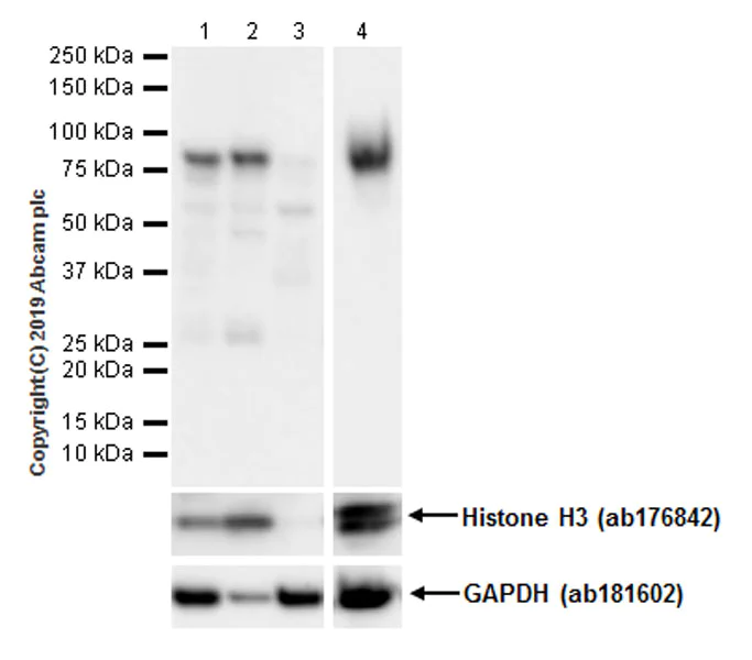 Western blot - Anti-HJURP antibody [EPR22619-41] (AB233541)