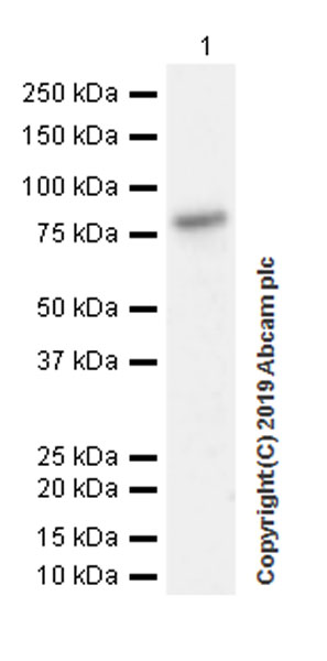 Western blot - Anti-HJURP antibody [EPR22619-41] (AB233541), expandable thumbnail