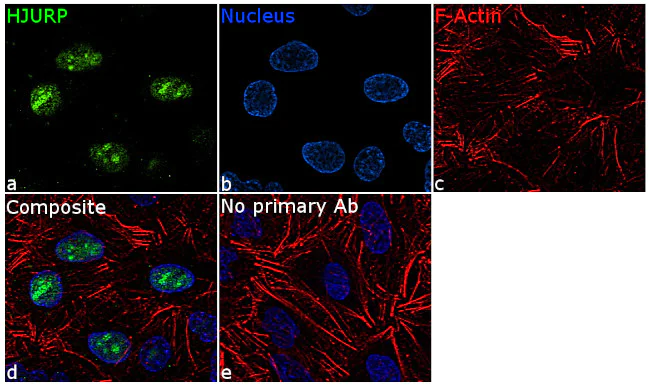 Immunocytochemistry/ Immunofluorescence - Anti-HJURP antibody [RP23040269] (AB308103)