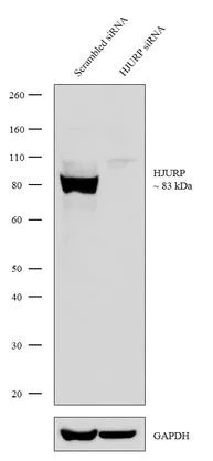 Western blot - Anti-HJURP antibody [RP23040269] (AB308103)