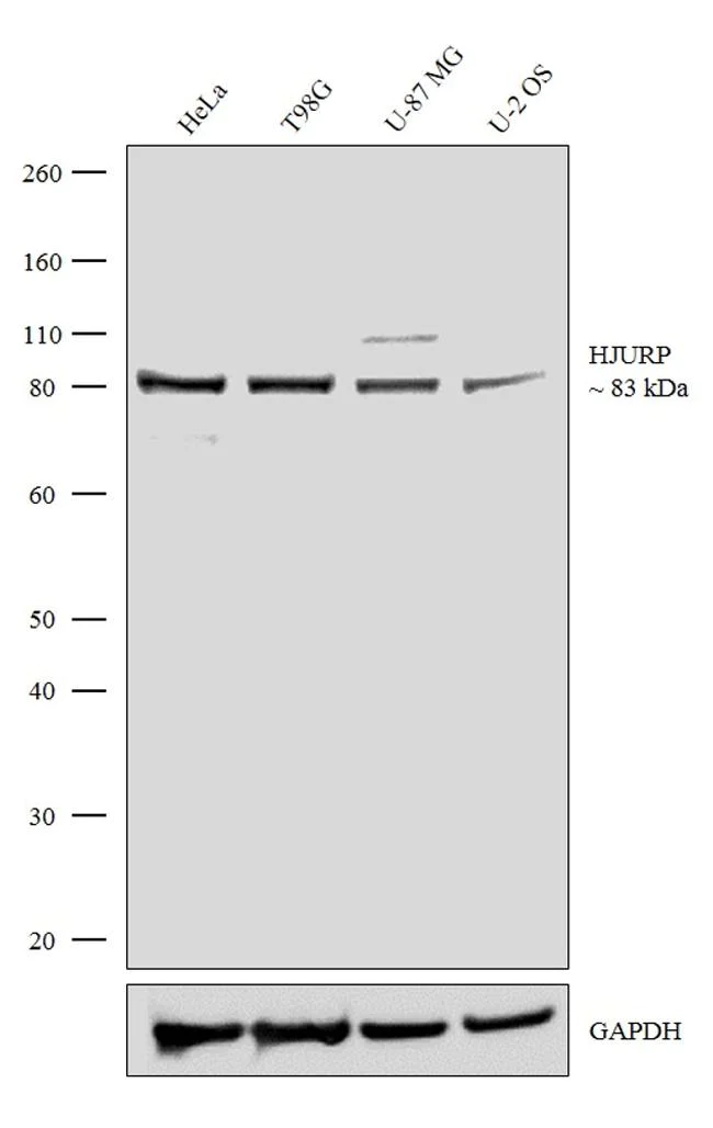 Western blot - Anti-HJURP antibody [RP23040269] (AB308103)