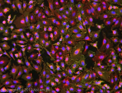 Immunocytochemistry/ Immunofluorescence - Anti-HLA A antibody [EP1395Y] (AB52922)