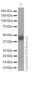 Western blot - Anti-HLA A antibody [EP1395Y] (AB52922)